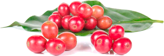 Nossas Máquinas